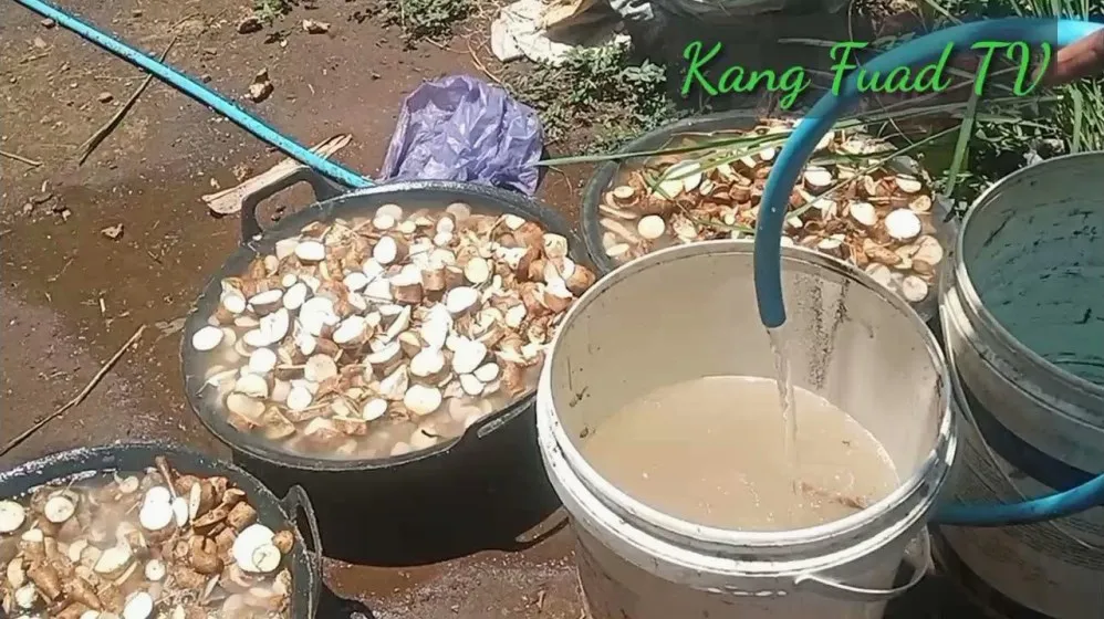 Cara Menghilangkan Racun Pada Singkong Secara Natural Dan Aman Untuk Dikonsumsi