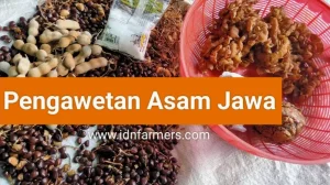 Fungsi Asam Jawa Dalam Pengawetan Makanan Rahasia Alami Ketahanan Kuliner Tradisional