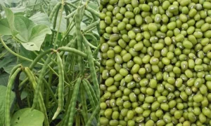 Mengenal Perbedaan Kacang Hijau Dan Kacang Tanah Dari Nutrisi Hingga Olahan Kuliner