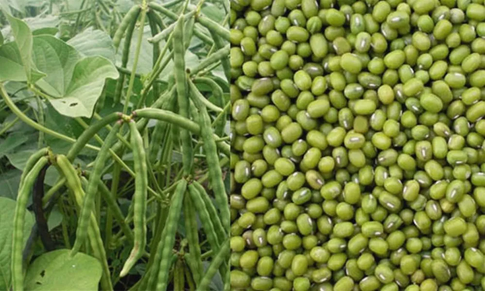Mengenal Perbedaan Kacang Hijau Dan Kacang Tanah Dari Nutrisi Hingga Olahan Kuliner