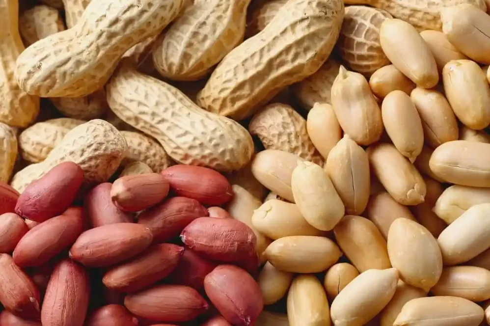 Menjelajahi Perbedaan Kacang Tanah Dan Kacang Bogor Dari Cita Rasa Hingga Nilai Nutrisi