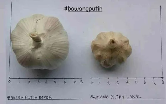 Panduan Lengkap Cara Membedakan Bawang Putih Lokal Dan Impor Untuk Hasil Masakan Maksimal
