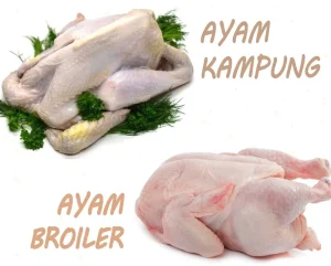 Panduan Lengkap Cara Membedakan Daging Ayam Kampung Dan Ayam Broiler Untuk Olahan Kuliner Sempurna