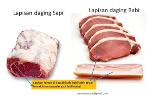 Panduan Lengkap Cara Membedakan Daging Babi Dan Daging Sapi Secara Fisik Dan Kuliner
