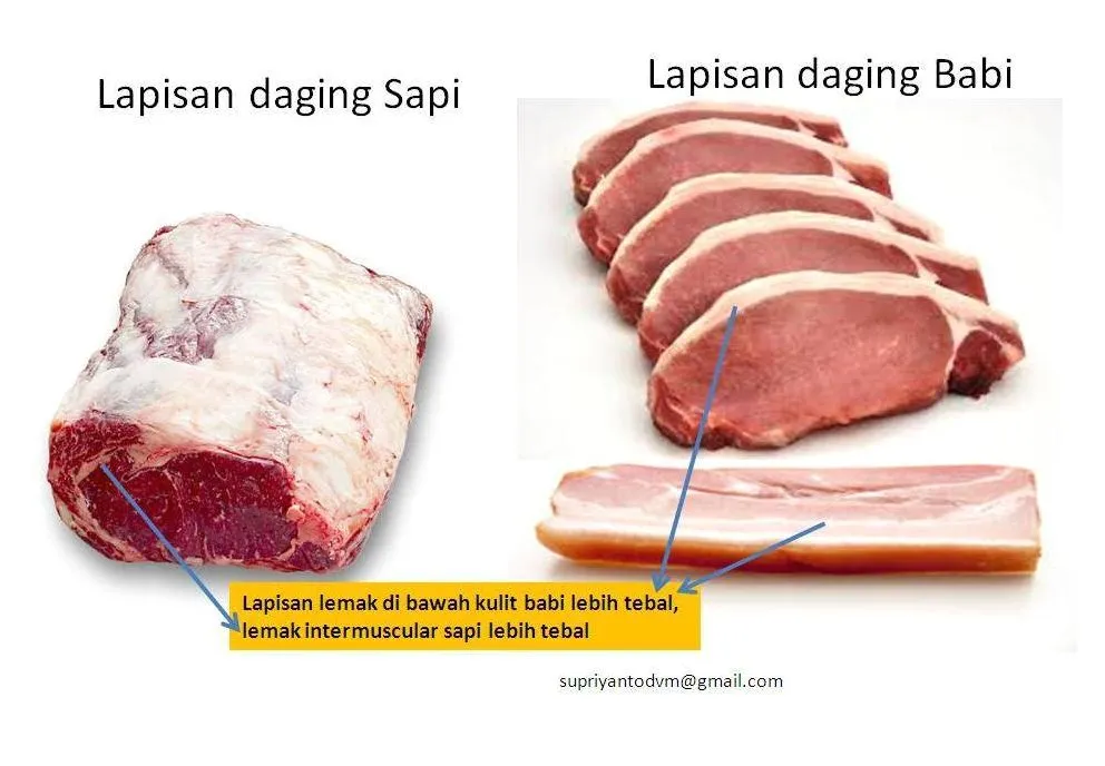 Panduan Lengkap Cara Membedakan Daging Babi Dan Daging Sapi Secara Fisik Dan Kuliner