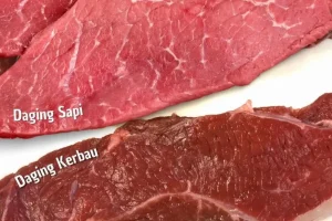 Panduan Lengkap Cara Membedakan Daging Sapi Dan Daging Kerbau Untuk Pemula Dan Pecinta Kuliner