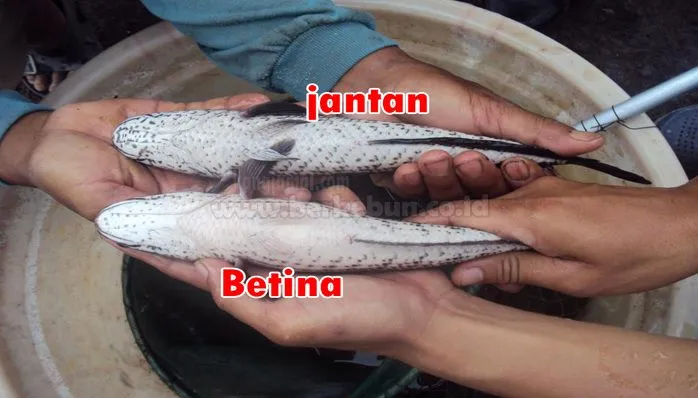 Panduan Lengkap Cara Membedakan Ikan Gabus Jantan Dan Betina Untuk Budidaya Dan Kuliner