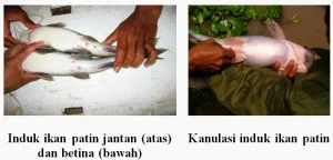 Panduan Lengkap Cara Membedakan Ikan Patin Jantan Dan Betina Untuk Budidaya Dan Kuliner