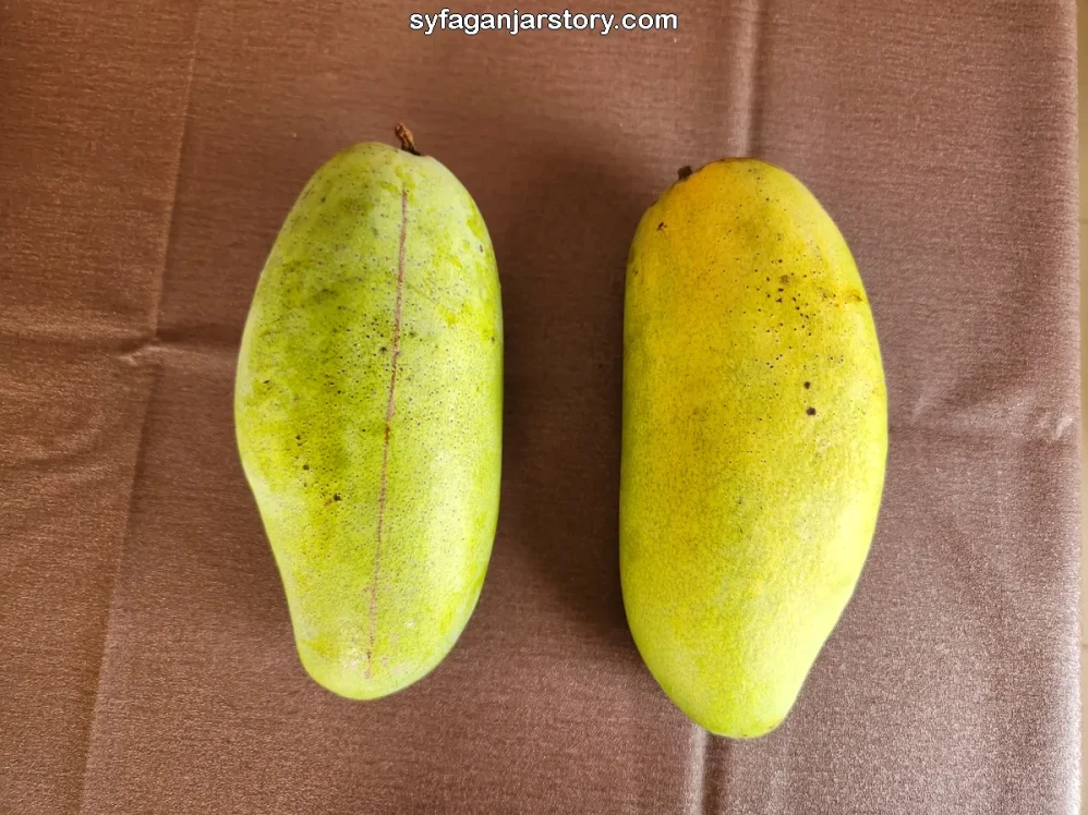 Panduan Lengkap Cara Membedakan Mangga Manis Dan Mangga Mentah Agar Tidak Salah Pilih