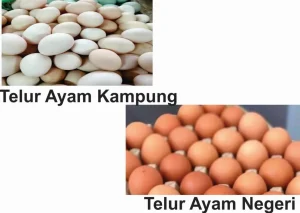 Panduan Lengkap Cara Membedakan Telur Ayam Kampung Dan Telur Ayam Negeri Untuk Olahan Kuliner Terbaik
