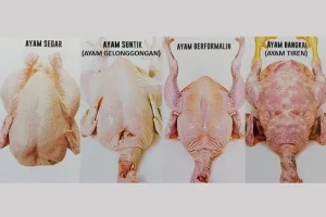 Panduan Lengkap Cara Memilih Daging Ayam Fillet Yang Masih Bagus Dan Segar Untuk Masakan Lezat
