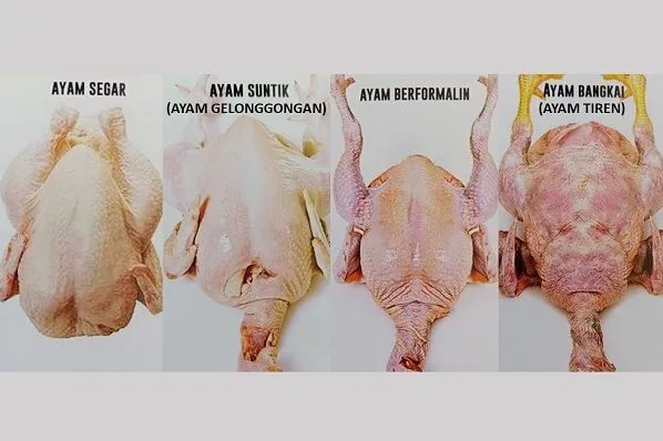 Panduan Lengkap Cara Memilih Daging Ayam Fillet Yang Masih Bagus Dan Segar Untuk Masakan Lezat