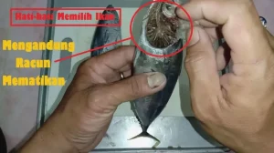 Panduan Lengkap Cara Memilih Ikan Tongkol Yang Masih Segar Untuk Masakan Lezat