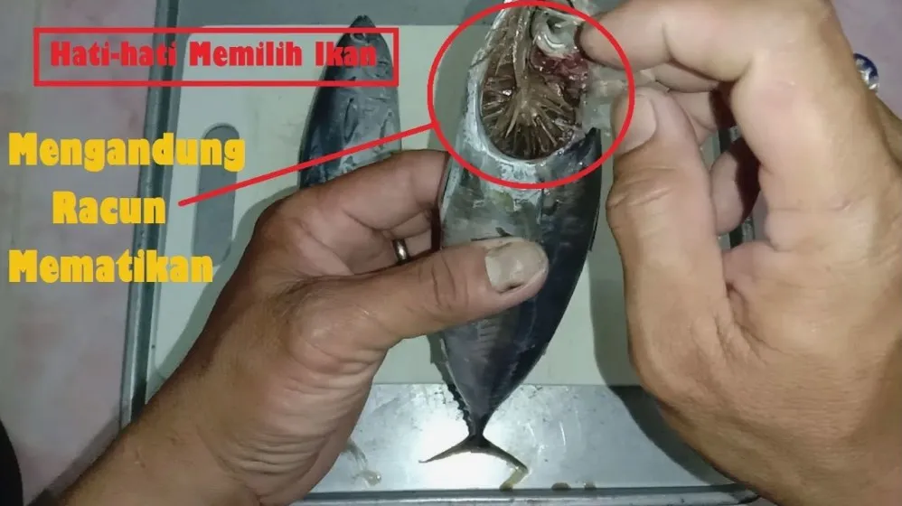Panduan Lengkap Cara Memilih Ikan Tongkol Yang Masih Segar Untuk Masakan Lezat