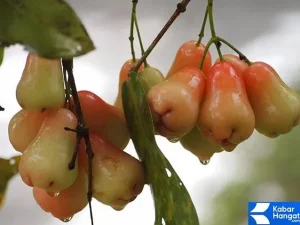 Panduan Lengkap Cara Memilih Jambu Air Yang Manis Renyah Dan Berkualitas Tinggi