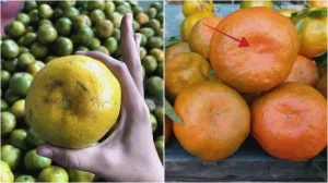 Panduan Lengkap Cara Memilih Jeruk Yang Manis Segar Dan Banyak Airnya