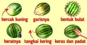 Panduan Lengkap Cara Memilih Semangka Yang Manis Dan Tidak Kosong
