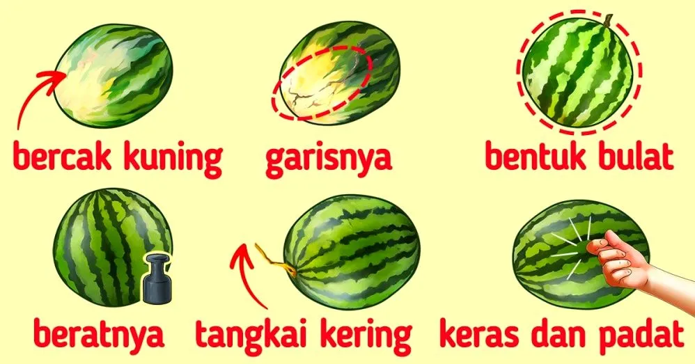 Panduan Lengkap Cara Memilih Semangka Yang Manis Dan Tidak Kosong