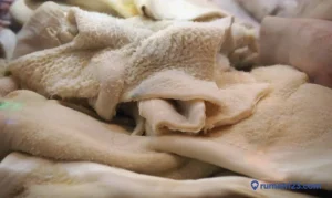 Panduan Lengkap Cara Menghilangkan Lendir Pada Babat Sapi Secara Natural Agar Bersih Dan Bebas Amis