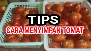 Panduan Lengkap Cara Menyimpan Tomat Agar Tahan Lama Tanpa Kulkas