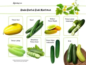 Panduan Lengkap Memahami Perbedaan Timun Lokal Dan Mentimun Jepang Untuk Masakan Harian