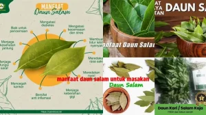 Panduan Lengkap Memilih Jenis Daun Salam Yang Bagus Untuk Masakan Anda