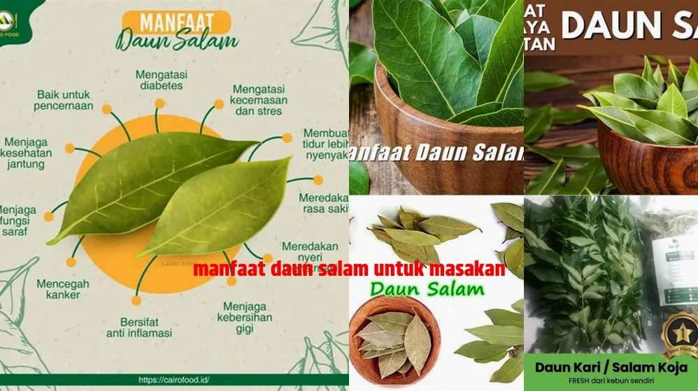 Panduan Lengkap Memilih Jenis Daun Salam Yang Bagus Untuk Masakan Anda