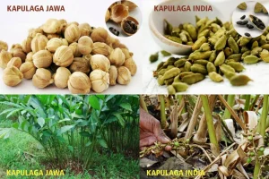 Panduan Lengkap Memilih Jenis Kapulaga Yang Bagus Untuk Sop Yang Lezat Dan Aromatik