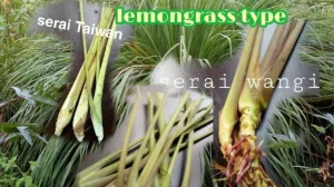 Panduan Lengkap Mengenal Jenis Serai Yang Bagus Dan Cara Memilihnya Untuk Masakan Aromatik