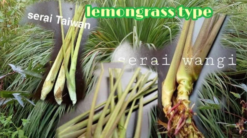 Panduan Lengkap Mengenal Jenis Serai Yang Bagus Dan Cara Memilihnya Untuk Masakan Aromatik