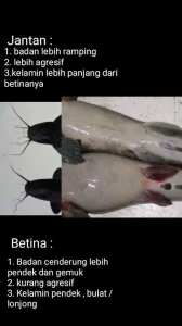 Panduan Lengkap Cara Membedakan Ikan Lele Jantan Dan Betina Untuk Budidaya Dan Kuliner
