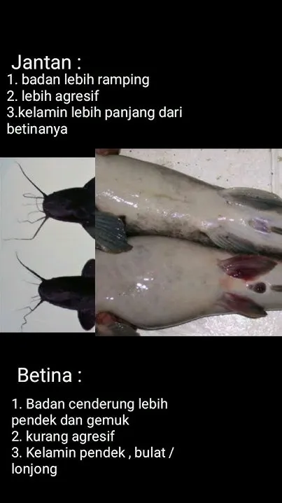 Panduan Lengkap Cara Membedakan Ikan Lele Jantan Dan Betina Untuk Budidaya Dan Kuliner