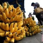 Panduan Lengkap Cara Memilih Buah Pisang Yang Baik Untuk Dikukus Agar Lezat Dan Legi