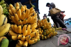 Panduan Lengkap Cara Memilih Buah Pisang Yang Baik Untuk Dikukus Agar Lezat Dan Legi