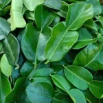 Rahasia Aroma Autentik Memilih Jenis Daun Jeruk Purut Yang Bagus Untuk Tom Yum Lezat