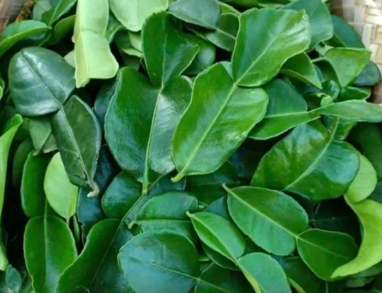 Rahasia Aroma Autentik Memilih Jenis Daun Jeruk Purut Yang Bagus Untuk Tom Yum Lezat